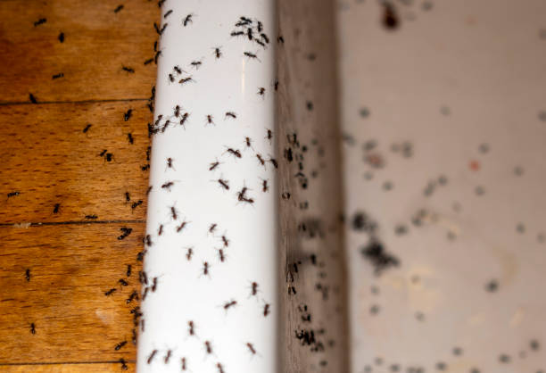Best Pest Prevention Services  in Vla Park, IL