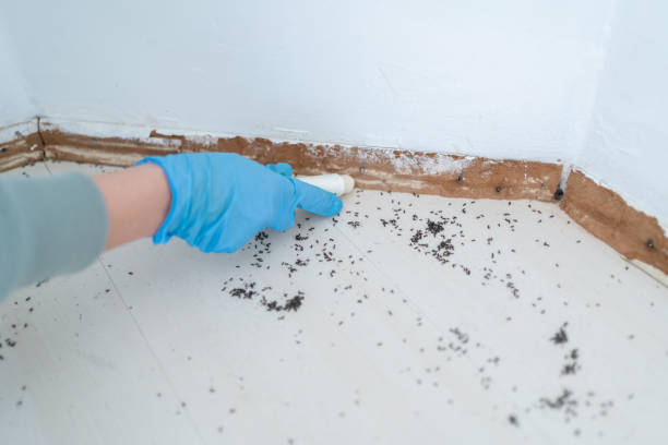 Best Best Pest Control Companies  in Vla Park, IL