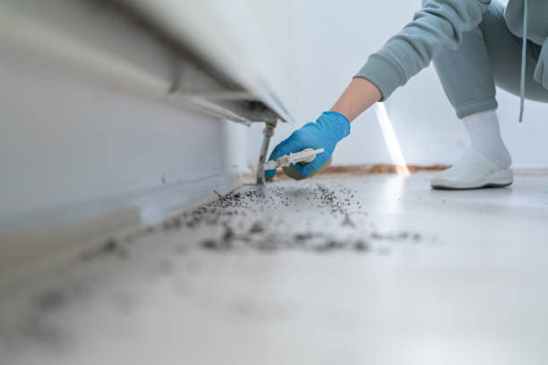Best Flea Control Services  in Vla Park, IL